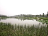 2008奧運精品工程之奧林匹克森林公園南區2號地四標段