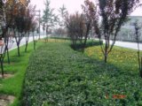 2008社會精品工程之通朝大街景觀工程