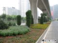 2008北京精品工程：北苑路隔離帶綠化工程