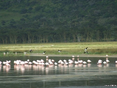 Nakuruo(h)^(q)