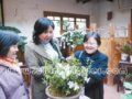 第六屆中國杜鵑花展在昆明開幕 薈萃各地精華展示云南特色