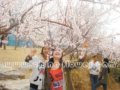 第二十屆北京桃花節開幕