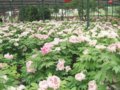 河南：洛陽牡丹花會 花開花落皆隨人愿（圖）