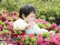 湖北：青山公園首屆杜鵑節(jié)亮出山鹿等珍稀品種