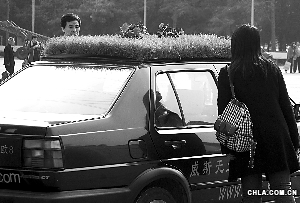 無土花草車頂栽種