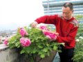 “牡丹癡迷者”武貴明：畢生研究栽培牡丹技術