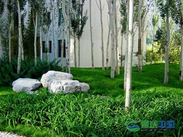 圖3建筑旁的樹林