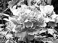花卉