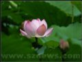 深圳市第十九屆荷花展覽會6月13日洪湖公園開展