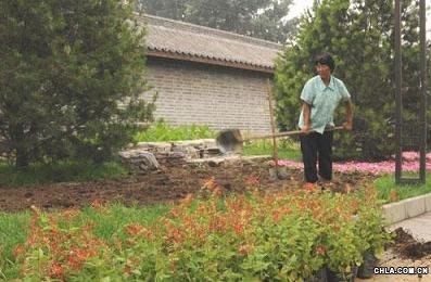 奧運花卉