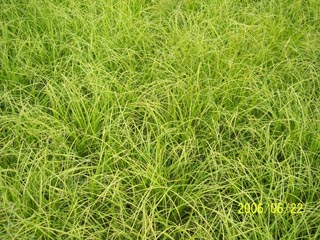 青綠苔草