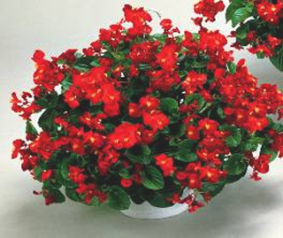 四季海棠