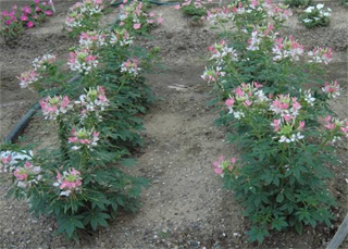 醉蝶花