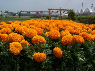 ‘橙’萬壽菊
