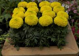 ‘黃’萬壽菊