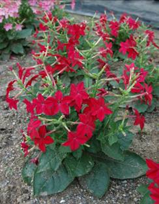‘紅’花煙草