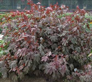 紅葉木槿