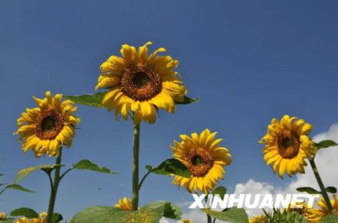 ꖻ_箋