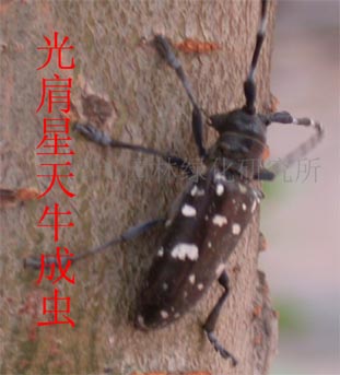ţ