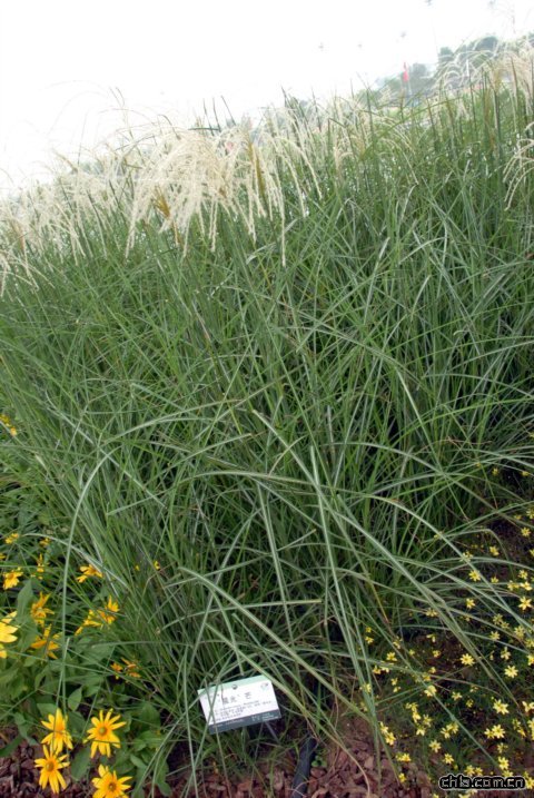‘晨光’芒