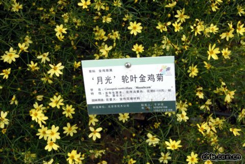 ‘月光’輪葉金雞菊