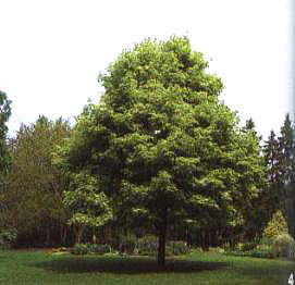 ERŲֲ