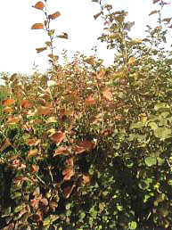 毛核木(Symphoricarpos albus)