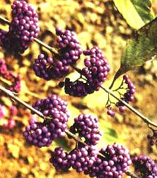 A(Callicarpa cathayana)