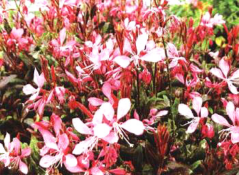 ~ǧB(nio)(Gaura lindheimenCrimson Bunerny)