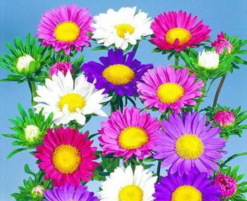 翠菊
