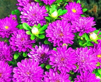 翠菊