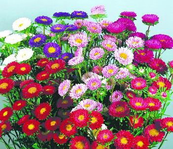翠菊