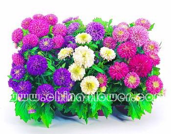 翠菊