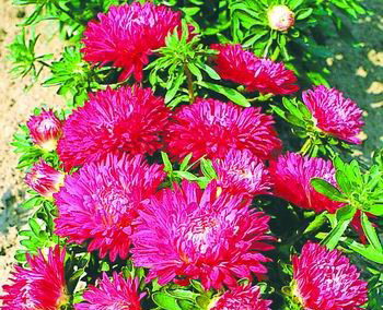 翠菊