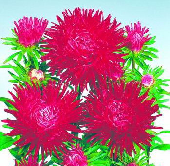 翠菊