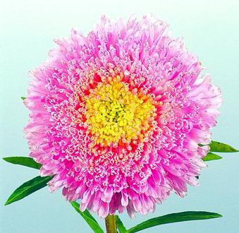 翠菊