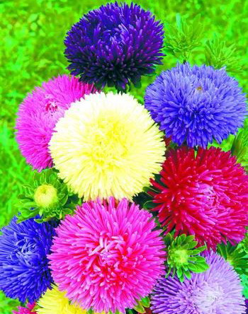 翠菊