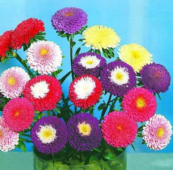 翠菊