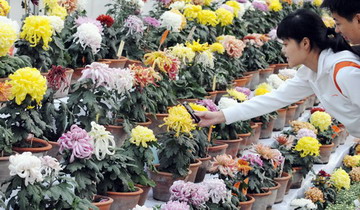 烏魯木齊菊花展