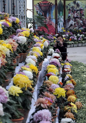 烏魯木齊菊花展