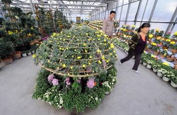 烏魯木齊菊花展