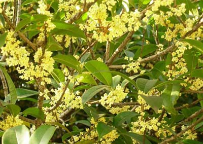 桂花