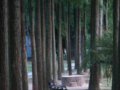 第二屆中國城市森林論壇召開 建生態化城市