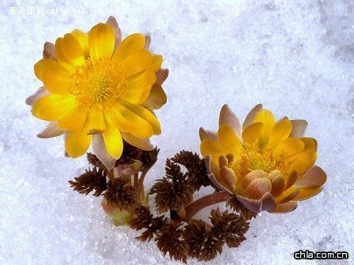 ȽK(Adonis amurensis)