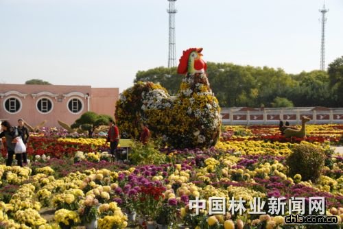 佳木斯首屆菊展醉游人