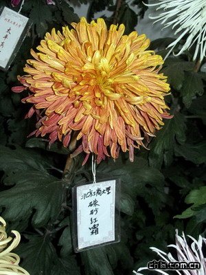 @ekڶʮŌþջչ