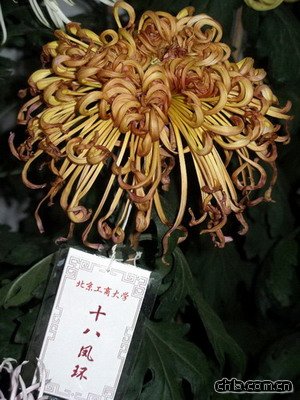 @ekڶʮŌþջչ