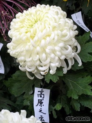 @ekڶʮŌþջչ