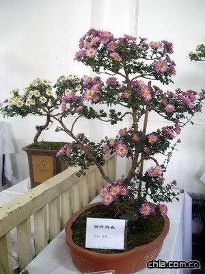 @ekڶʮŌþջչ