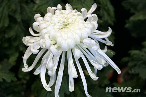 菊花品種??白龍麟夔花
